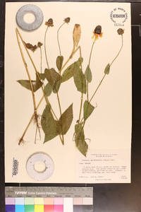 Rudbeckia amplexicaulis image