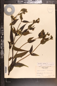 Helianthus giganteus image