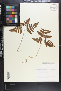 Gymnocarpium dryopteris image