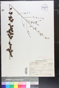 Desmodium marilandicum image