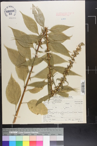 Campanulastrum americanum image