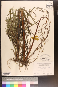 Lactuca graminifolia image