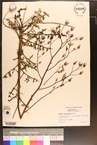 Lactuca graminifolia image