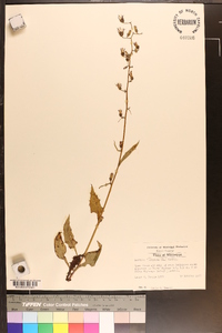 Lactuca floridana image