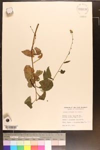 Lactuca floridana image