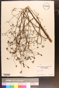 Lactuca floridana image