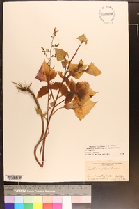 Lactuca floridana image