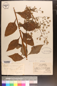 Lactuca floridana image