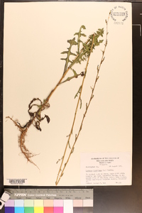 Lactuca floridana image