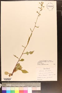 Lactuca floridana image