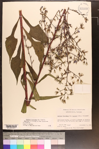 Lactuca floridana image