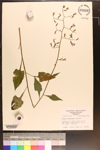 Lactuca floridana image