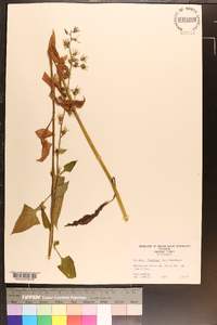 Lactuca floridana image