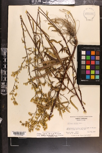 Solidago arguta subsp. pseudoyadkinensis image