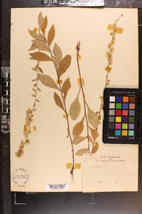 Solidago bicolor image