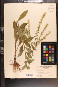 Solidago bicolor image