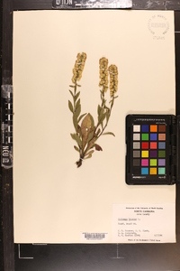 Solidago bicolor image