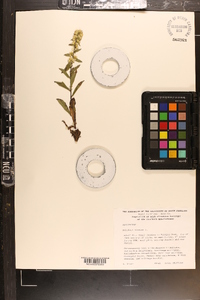 Solidago bicolor image