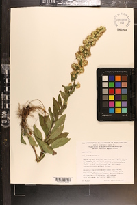 Solidago bicolor image