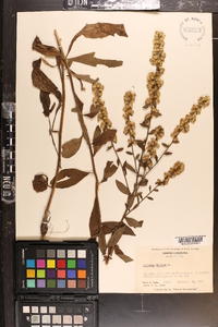 Solidago bicolor image