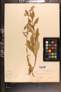 Solidago bicolor image