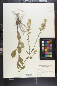 Solidago bicolor image