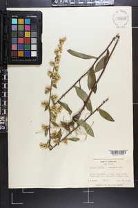 Solidago bicolor image