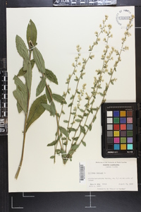 Solidago bicolor image