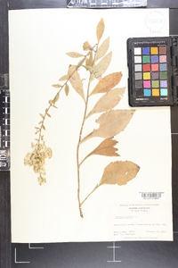 Solidago bicolor image