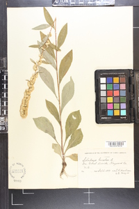 Solidago bicolor image