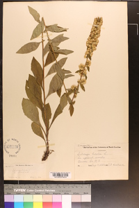 Solidago bicolor image