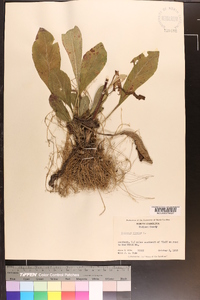 Solidago bicolor image