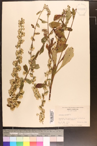 Solidago bicolor image