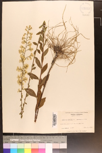Solidago bicolor image