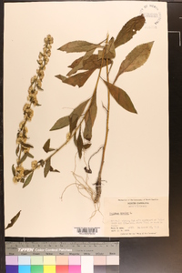 Solidago bicolor image