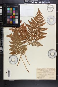 Dryopteris campyloptera image