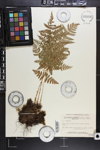 Dryopteris campyloptera image