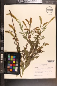 Solidago ulmifolia var. ulmifolia image