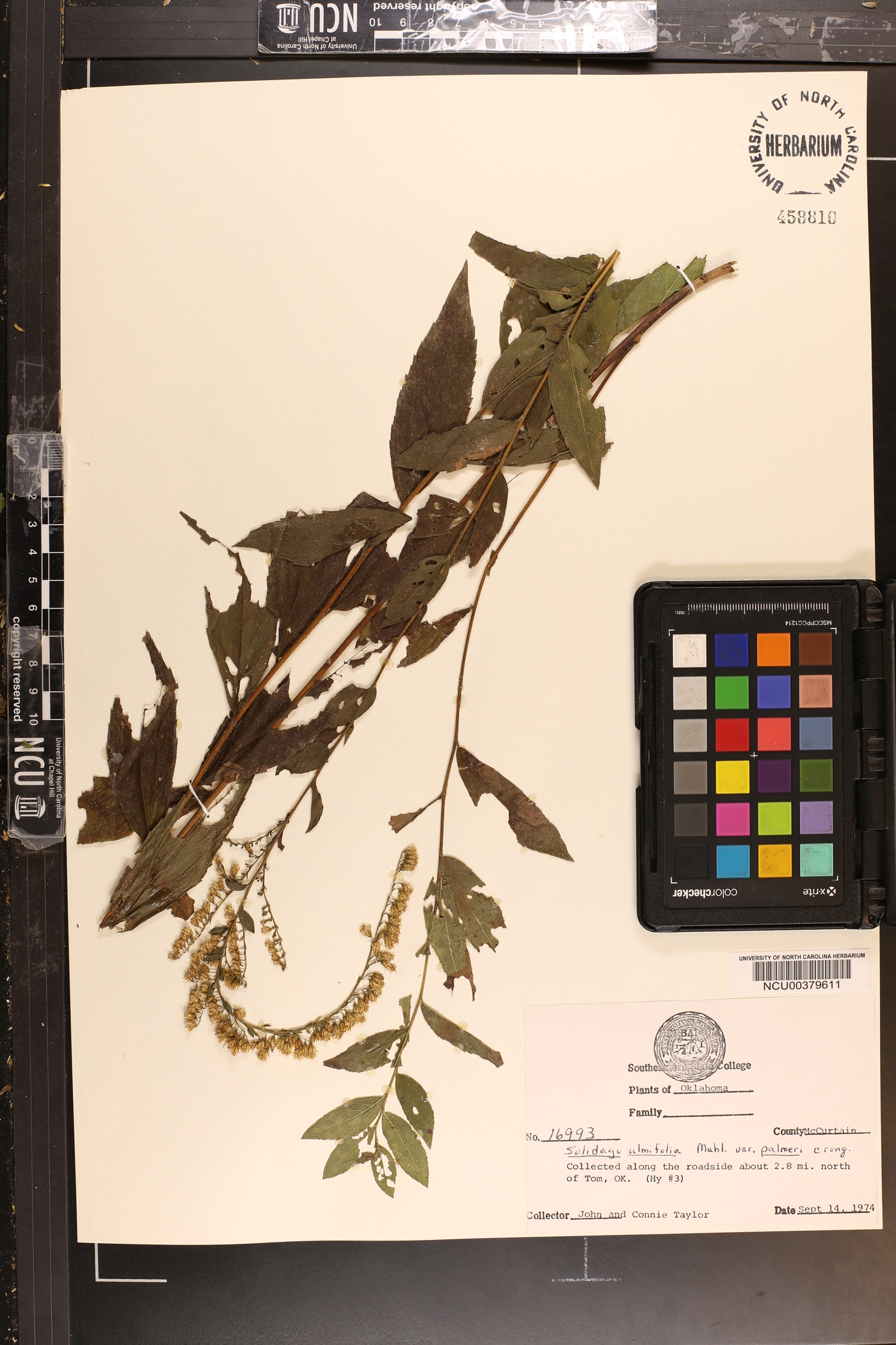 Solidago ulmifolia var. palmeri image
