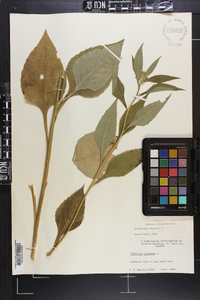 Verbesina virginica image