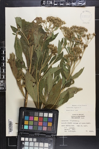 Verbesina virginica image