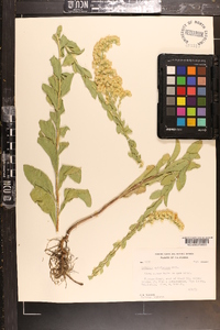 Solidago californica image