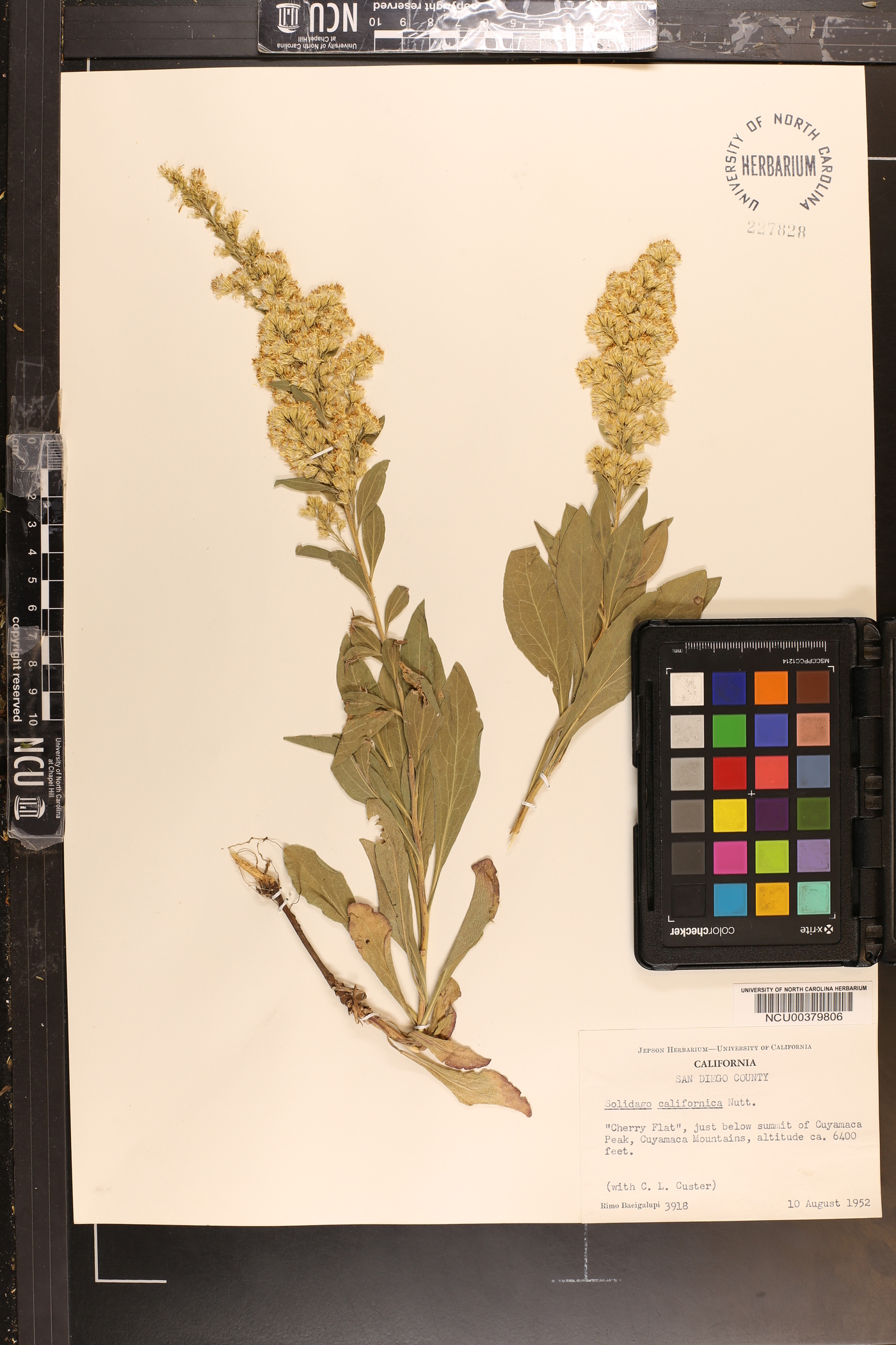 Solidago californica image