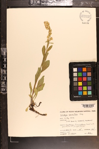 Solidago velutina image