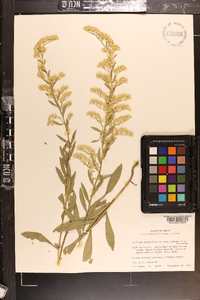 Solidago velutina image