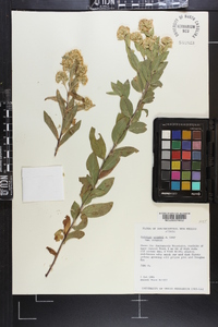 Solidago wrightii image