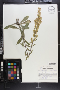 Solidago nemoralis subsp. decemflora image