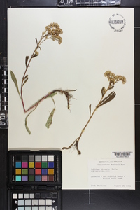 Solidago elongata image