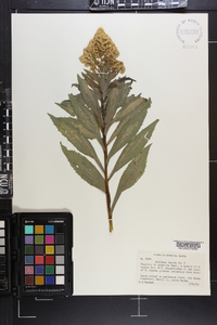 Solidago lepida image