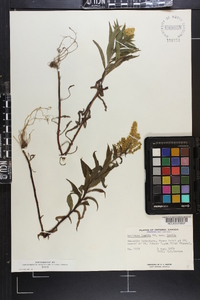 Solidago lepida image